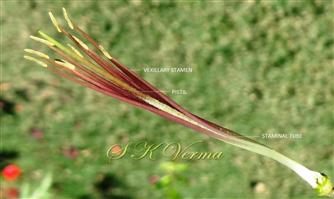  Pistil and Stamens